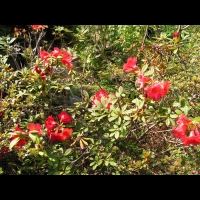 Rhododendron Hybride Elisabeth (fam. Ericacees) (Aberconway 1933) (10)